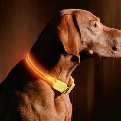 LED Dog Collar USB Rechargeable Bright & High Visibility Lighted Glow Collar for Pet Night Walking Adjustable Luminous Collar 8