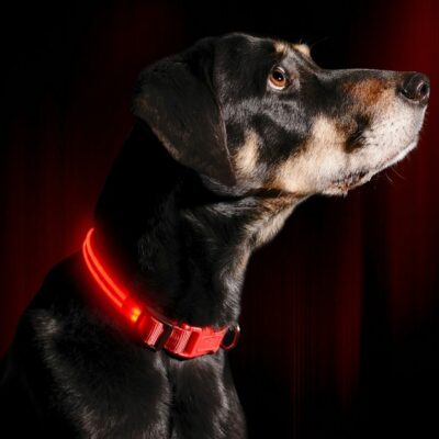LED Dog Collar USB Rechargeable Bright & High Visibility Lighted Glow Collar for Pet Night Walking Adjustable Luminous Collar 11
