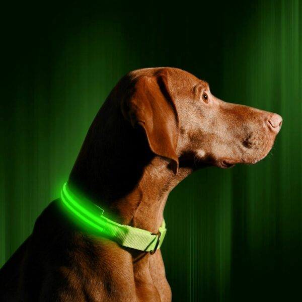 LED Dog Collar USB Rechargeable Bright & High Visibility Lighted Glow Collar for Pet Night Walking Adjustable Luminous Collar 10