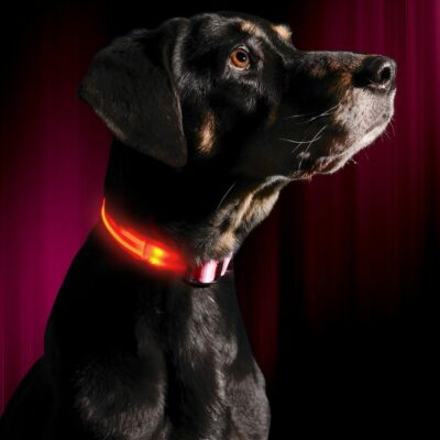 LED Dog Collar USB Rechargeable Bright & High Visibility Lighted Glow Collar for Pet Night Walking Adjustable Luminous Collar 7